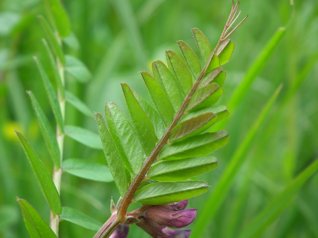 Vicia sepium / Veccia silvana